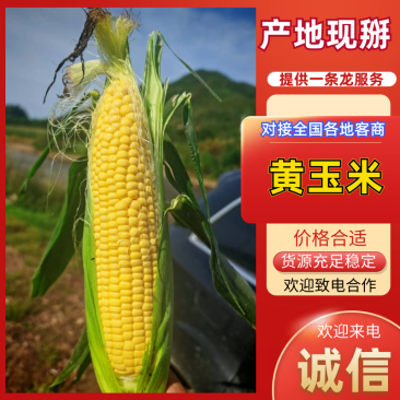 黄玉米河北玉米现采先发品质保障整车批发量大从优