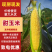 甜玉米河北玉米产地直发保质保量对接全国市场等