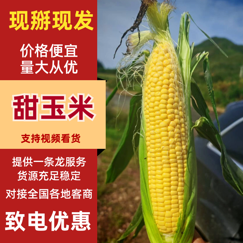 甜玉米河北玉米产地直发保质保量对接全国市场等