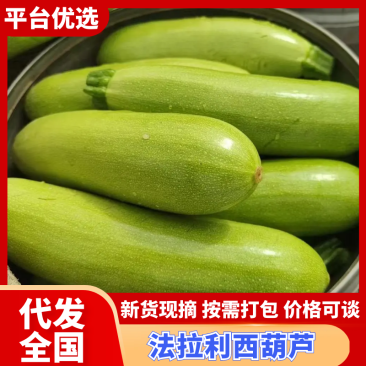 《新上市》产地直供，**上市西葫芦。欢迎各地老板前来选购