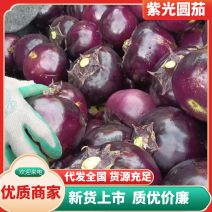【甄选】山东精品紫光圆茄保质保量直发大发全国可看货