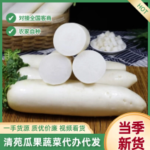 精品白萝卜大量上市，品质好，欢迎老板光临。可以买地。