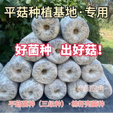 平菇菌种栽培种三级种广温低温高温品种全