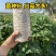 平菇菌种栽培种三级种广温低温高温品种全
