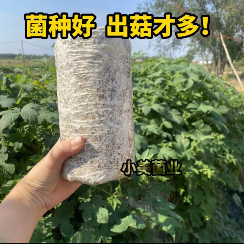 平菇菌种栽培种三级种广温低温高温品种全