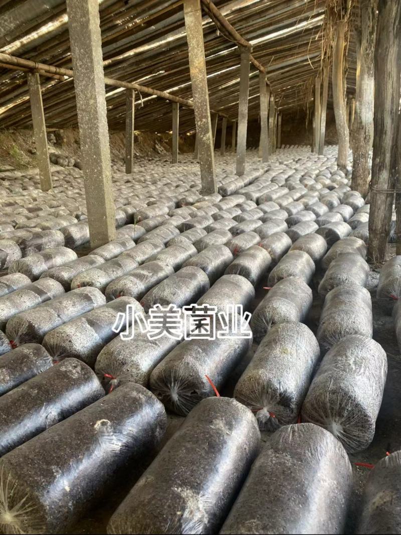 平菇菌种栽培种三级种广温低温高温品种全