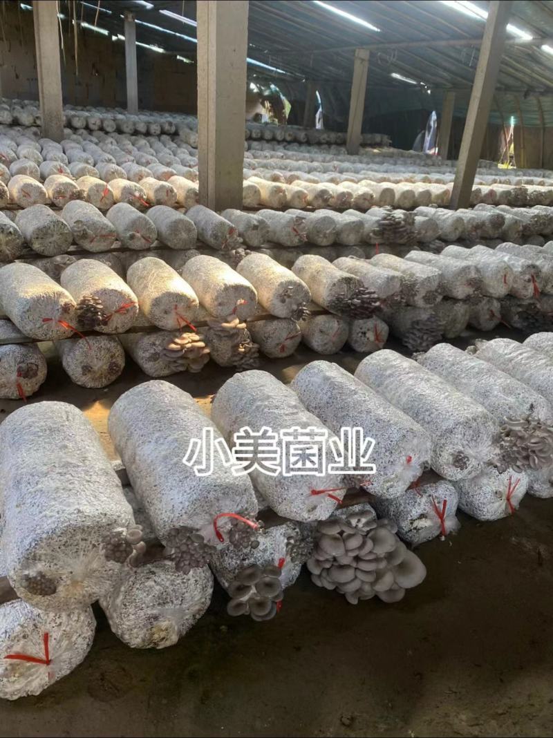平菇菌种栽培种三级种广温低温高温品种全