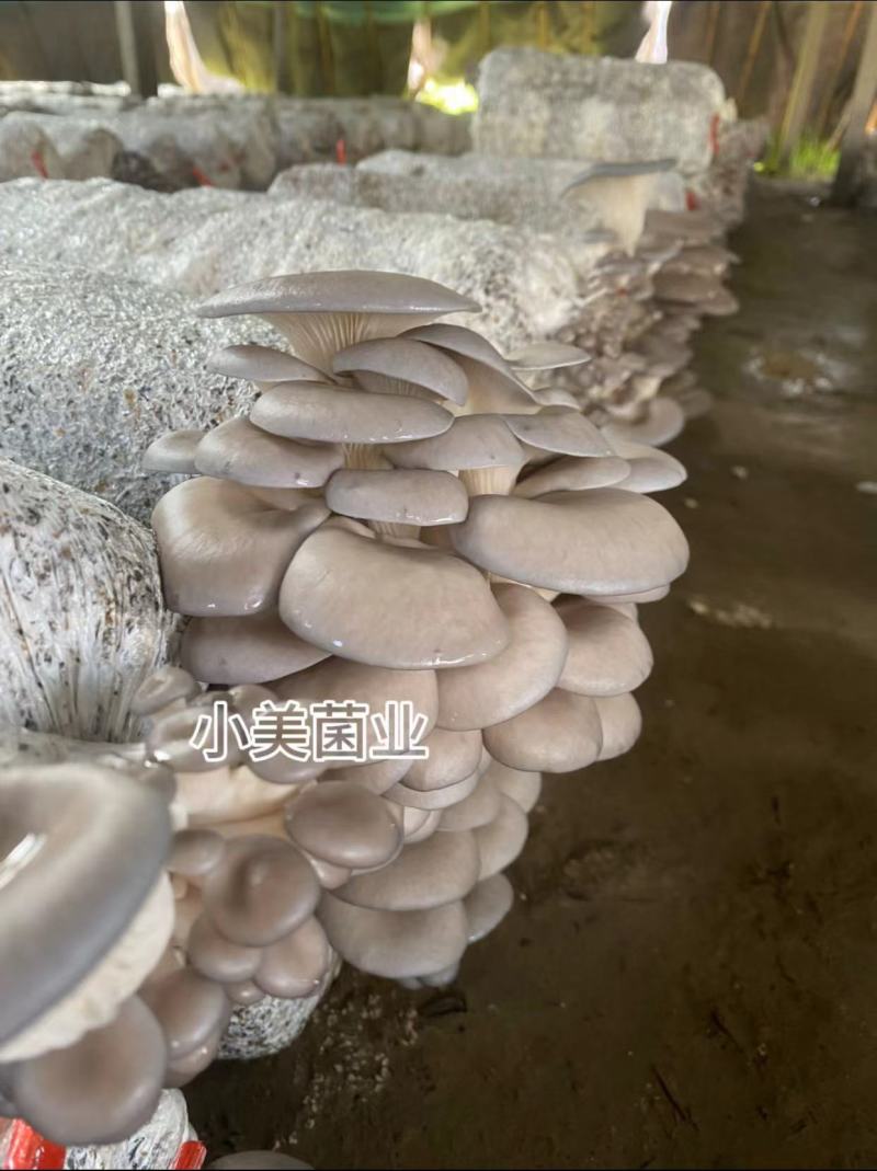 平菇菌种栽培种三级种广温低温高温品种全