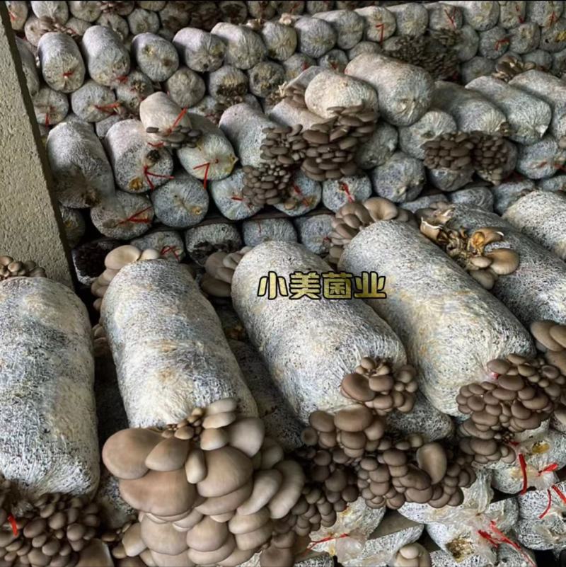 平菇菌种栽培种三级种广温低温高温品种全