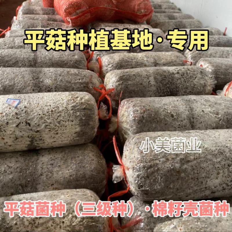 平菇菌种栽培种三级种出菇包平菇种植基地专用