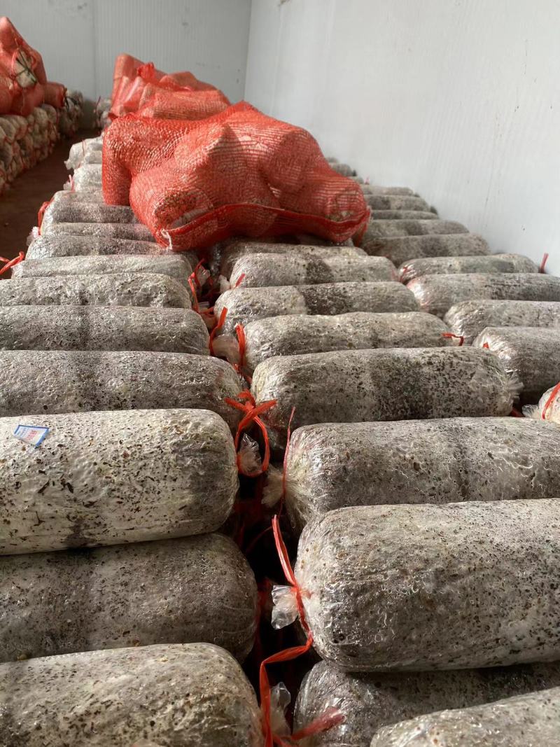 平菇菌种栽培种三级种出菇包平菇种植基地专用