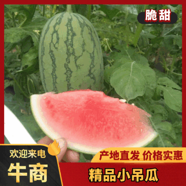 精品小吊西瓜品质上乘价格优惠支持视频看货欢迎来电谈