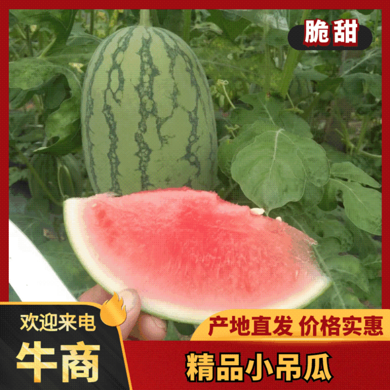 精品小吊西瓜品质上乘价格优惠支持视频看货欢迎来电谈