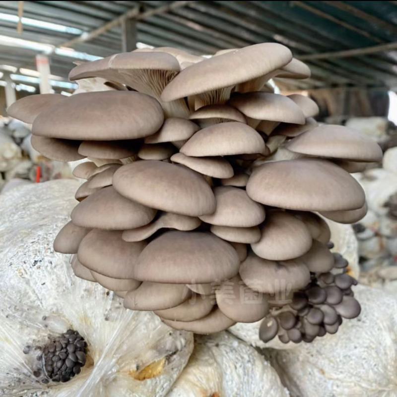 平菇菌种栽培种三级种出菇包平菇种植基地专用