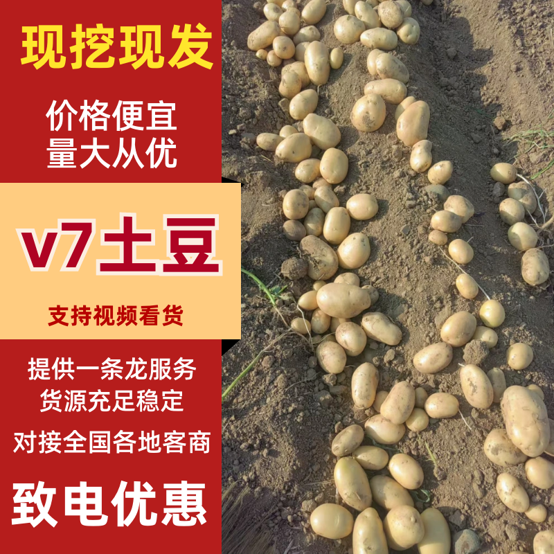 滕州市大棚V7，沃土，荷兰。大量上市中产地直发发全国