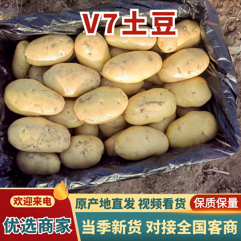 V7，滕州黄心土豆，四两通天，无伤残，，需要的联系我。