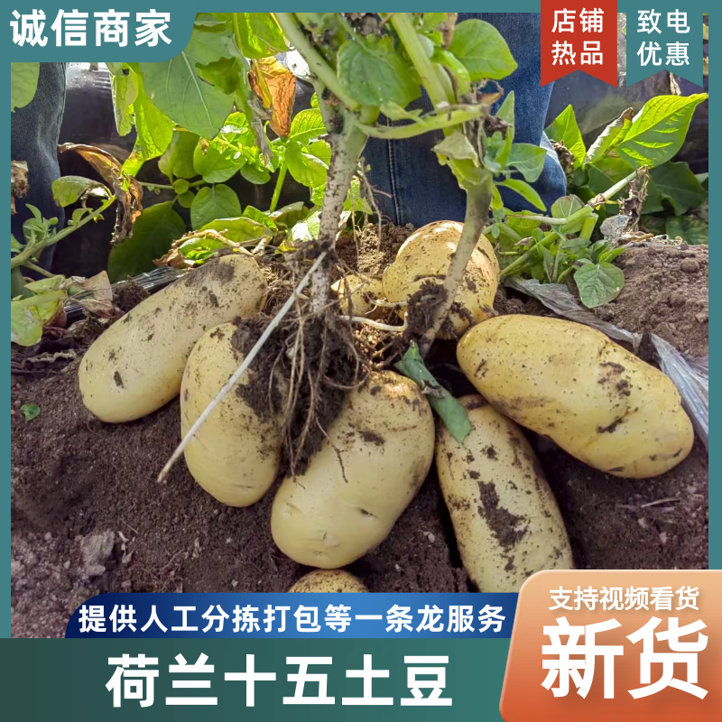 滕州荷兰V7沃土土豆品种齐全颜色亮产地大量供应欢迎咨询