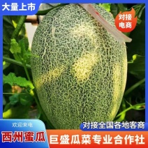 山东西州蜜瓜大量上市中产地直发可对接市场商超致电联系