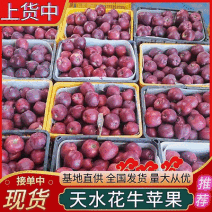 【花牛苹果】甘肃苹果/天水花牛苹果/产地现摘欢迎来电洽谈