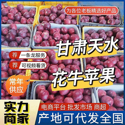 《天水花牛苹果》甘肃苹果/产地现摘现发/规格齐全/全国发