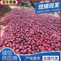 【现摘现发】花牛苹果/甘肃天水花牛苹果/视频看货全国发货