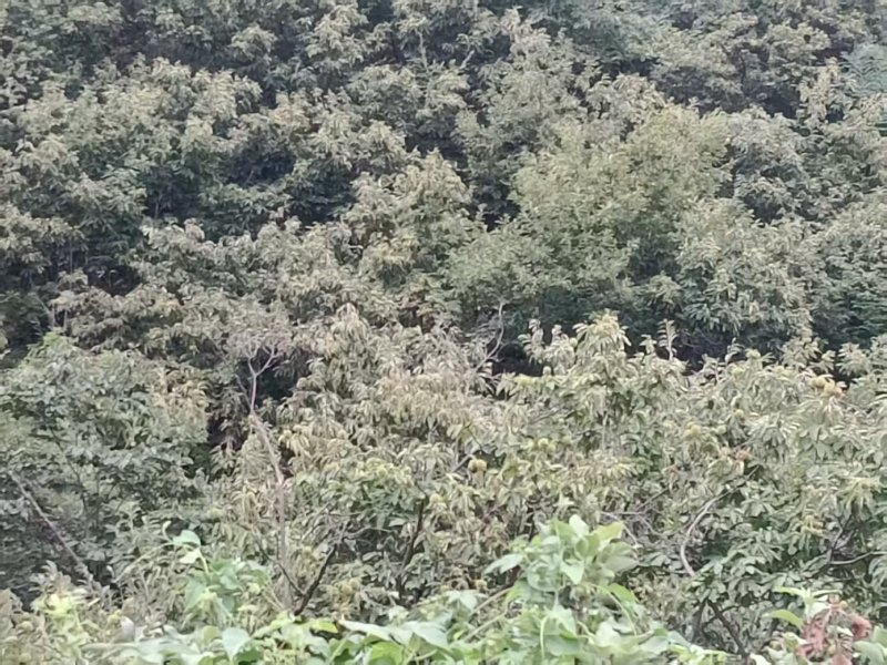 山东板栗大量现货供应，现摘现发规格齐全，品质好，价格可谈