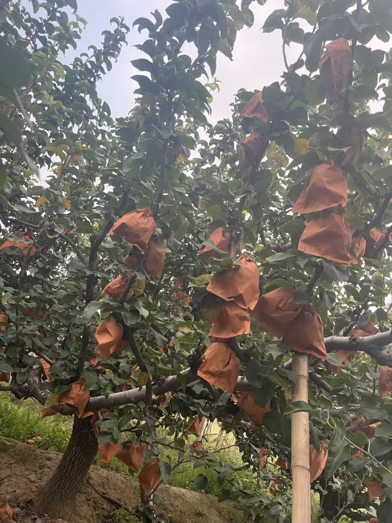 丰水梨大量有货产地直发代发全国一手货源