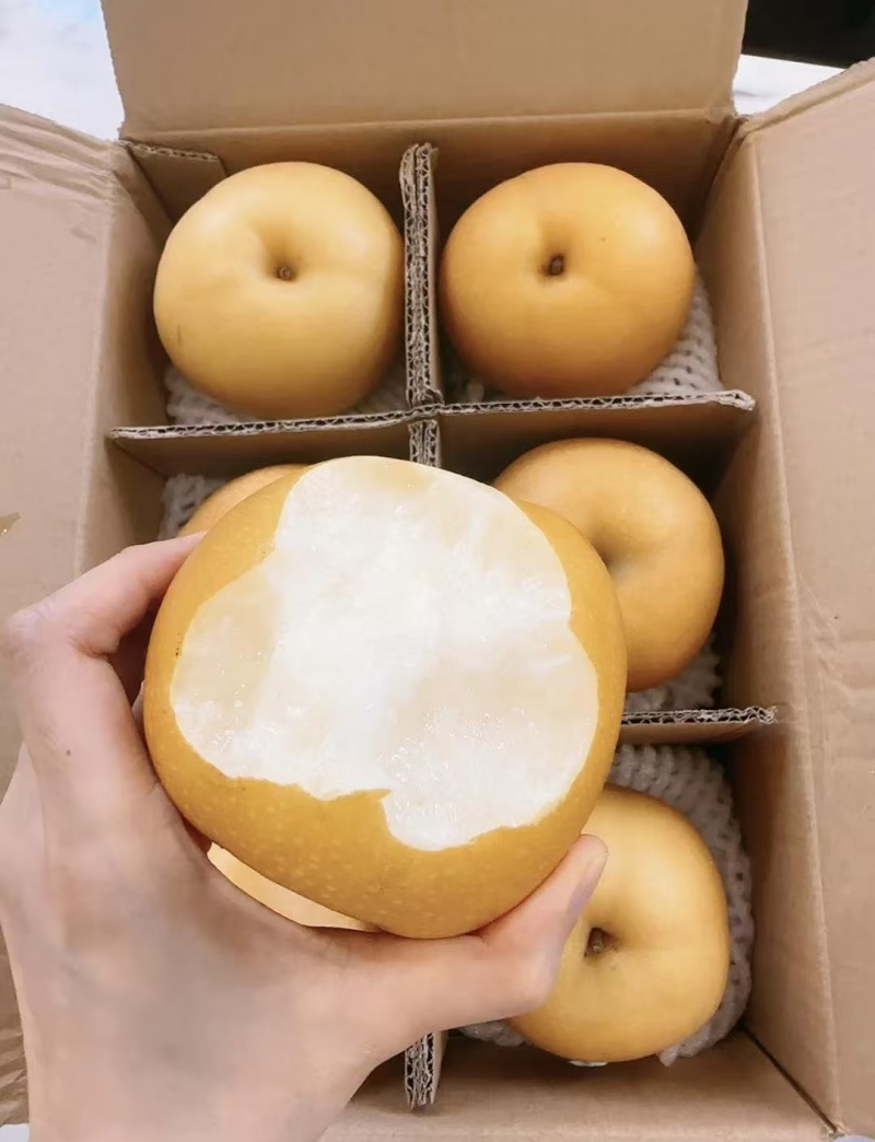 丰水梨大量有货产地直发代发全国一手货源