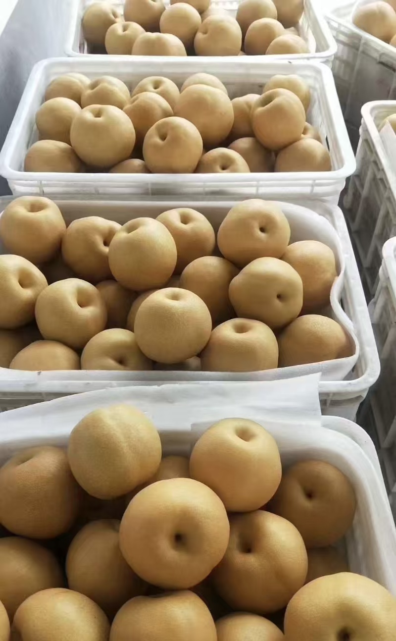 丰水梨大量有货产地直发代发全国一手货源