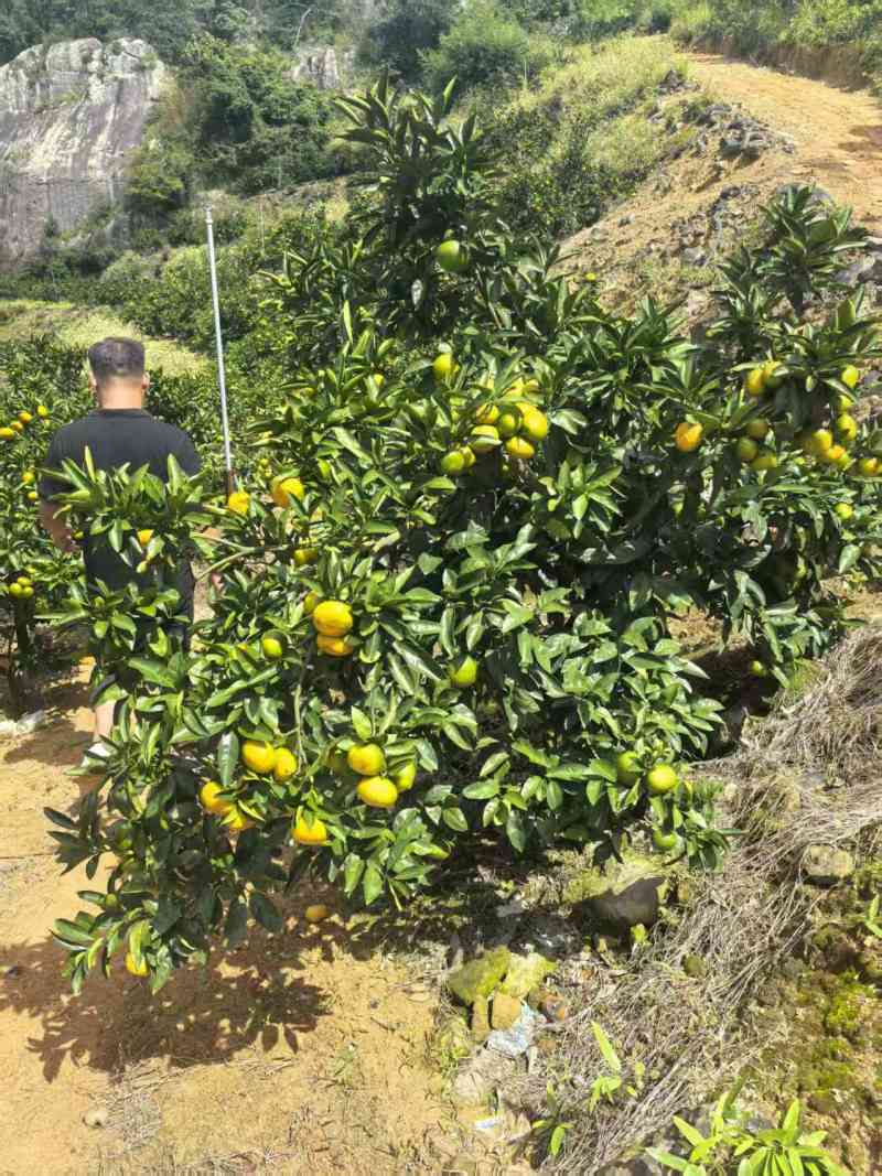 【热卖推荐】浙江蜜橘柑橘橘子产地直销量大从优视频