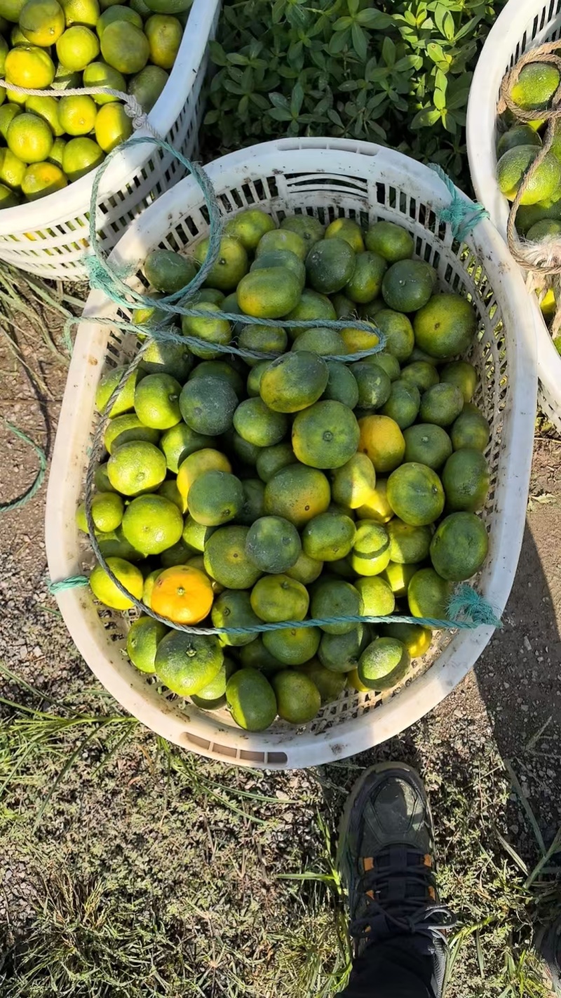 【热卖推荐】浙江蜜橘柑橘橘子产地直销量大从优视频