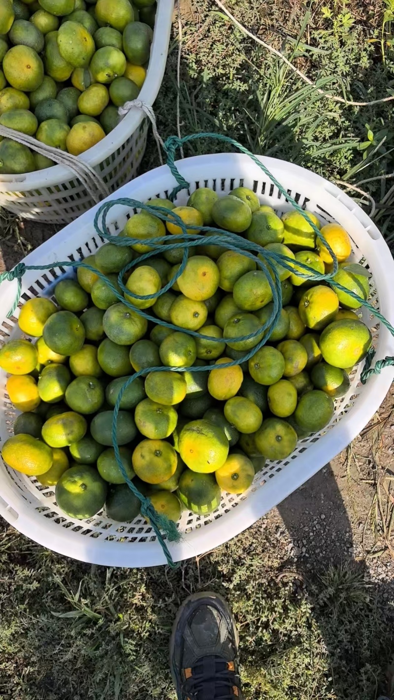 【热卖推荐】浙江蜜橘柑橘橘子产地直销量大从优视频