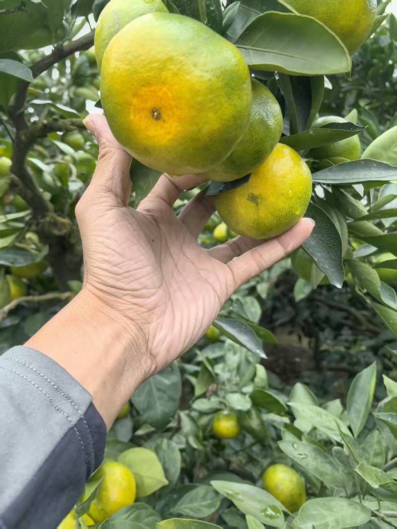 【热卖推荐】浙江蜜橘柑橘橘子产地直销量大从优视频
