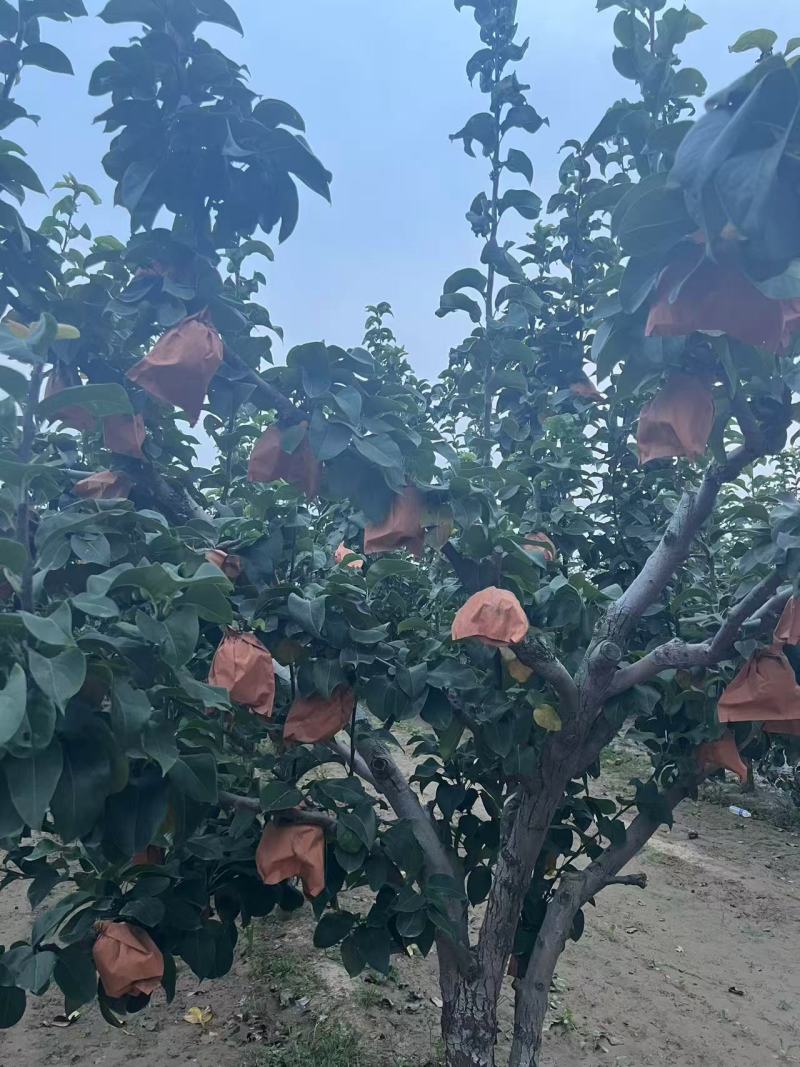 秋月梨对接电商可视频看货代发全国诚信经营