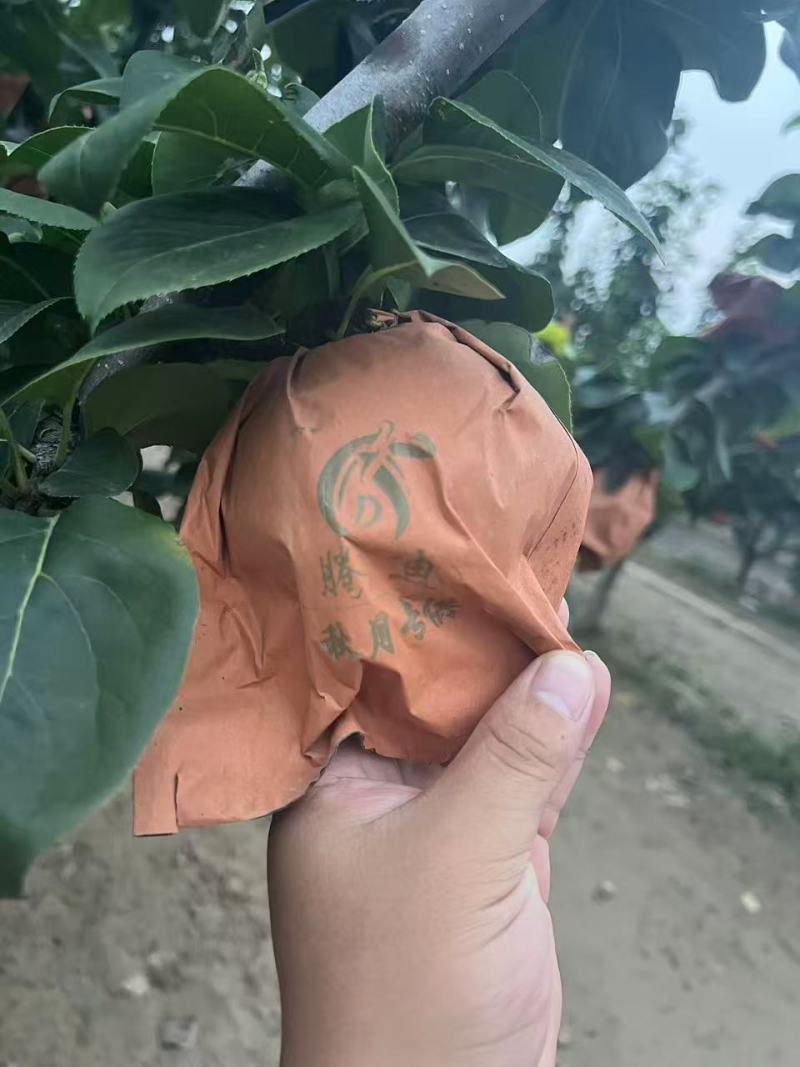 秋月梨对接电商可视频看货代发全国诚信经营