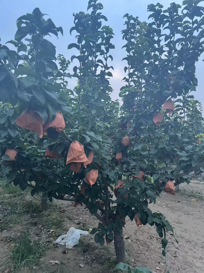 秋月梨对接电商可视频看货代发全国诚信经营