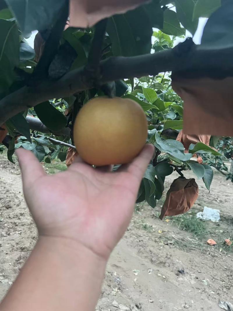 秋月梨对接电商可视频看货代发全国诚信经营