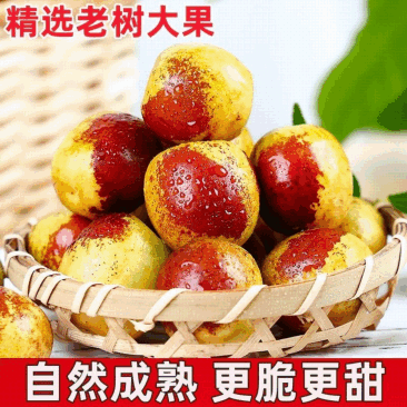 沾化冬枣，一件代发，对接市场电商供应链，可长期稳定供货