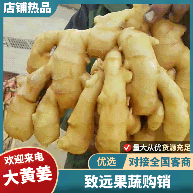 【海量货源】优质鲜姜产地批发大黄姜一手货源产地直发