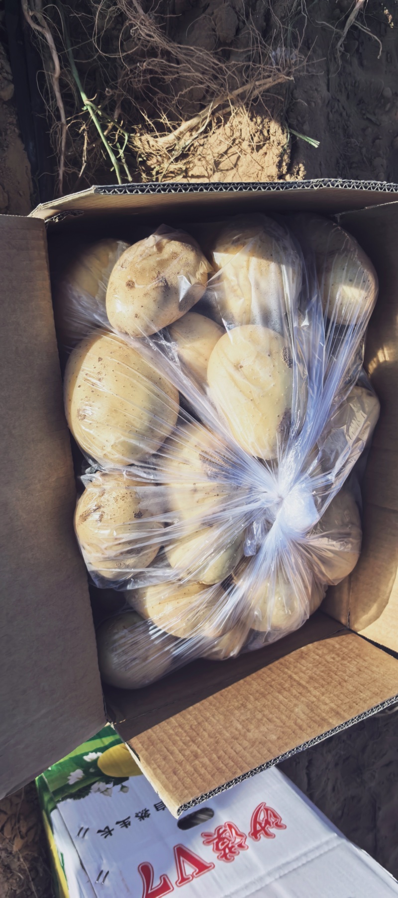 土豆（降价了）榆林三优沃土大量供应，品质保证，视频看货