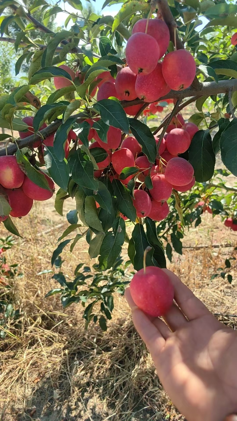 锦绣海棠果又叫鸡心果，现摘现发规格齐全，对接电商市场批发