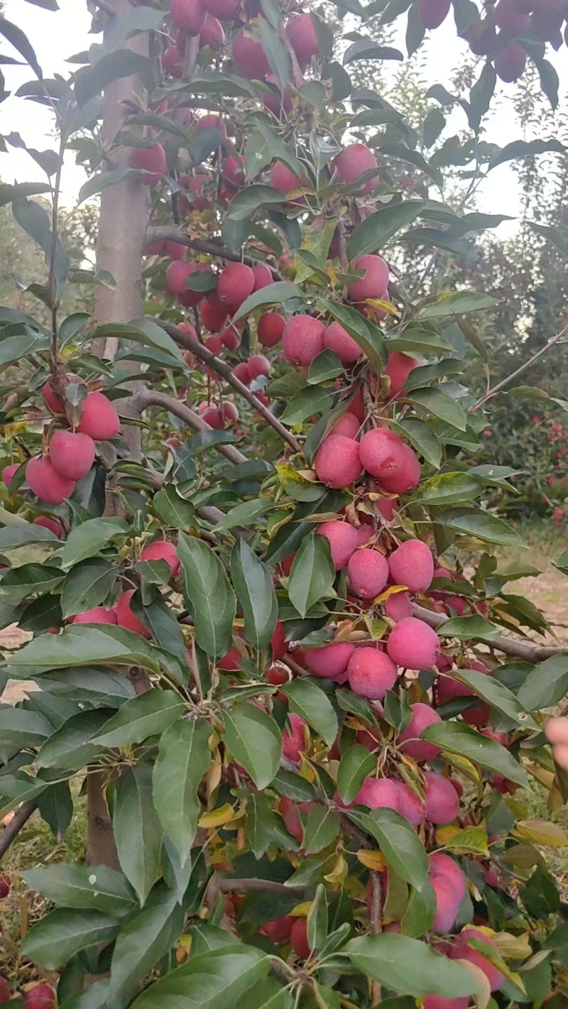 锦绣海棠果又叫鸡心果，现摘现发规格齐全，对接电商市场批发