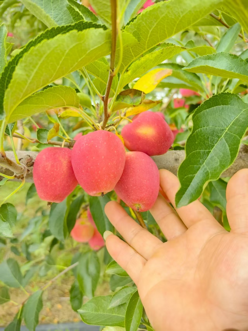 锦绣海棠果又叫鸡心果，现摘现发规格齐全，对接电商市场批发