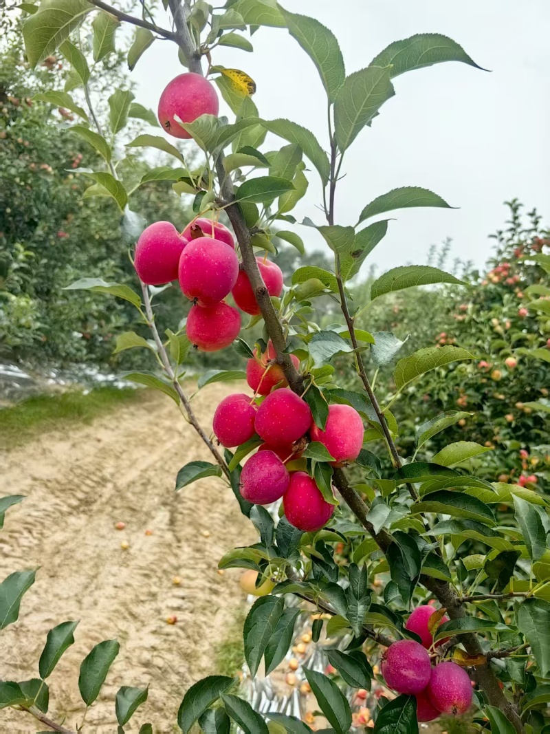 锦绣海棠果又叫鸡心果，现摘现发规格齐全，对接电商市场批发