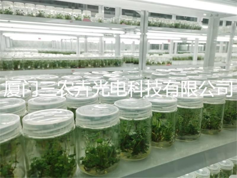 90cm-草莓育苗组培灯