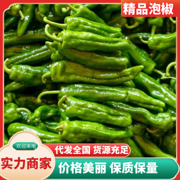 夏邑泡椒基地直供现摘现发支持视频和实地看货代发全国