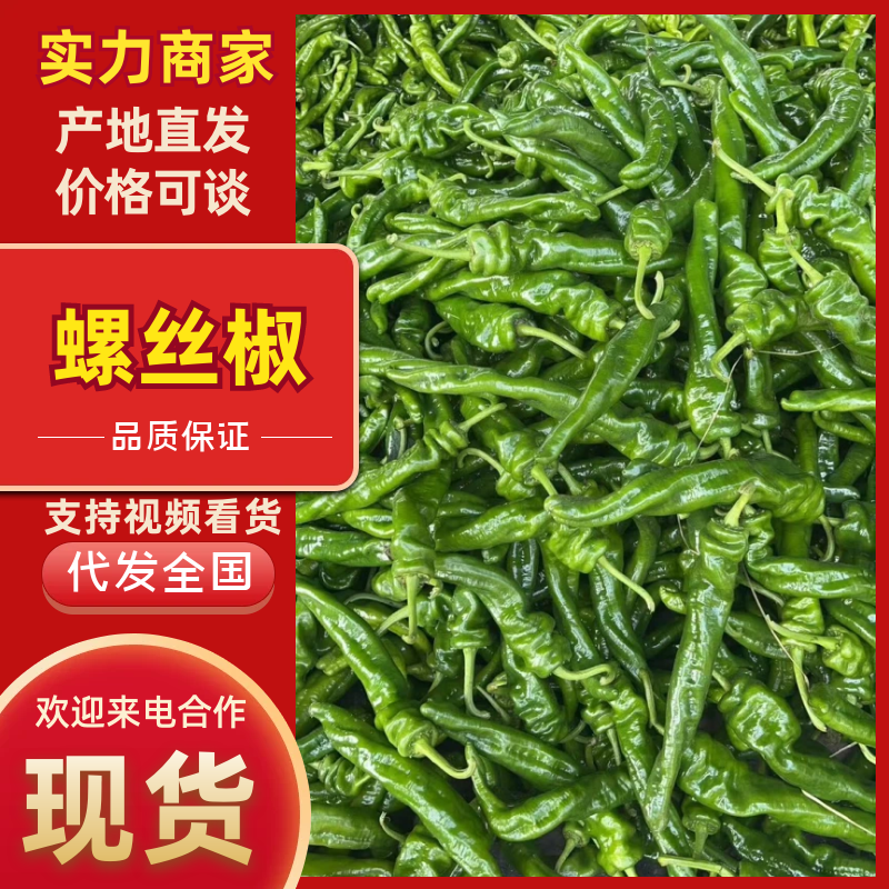 【放心购买】螺丝椒河南螺丝椒货源充足供应市场电商