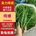 【实力供货】精品线椒河南线椒大量供应欢迎来电咨询