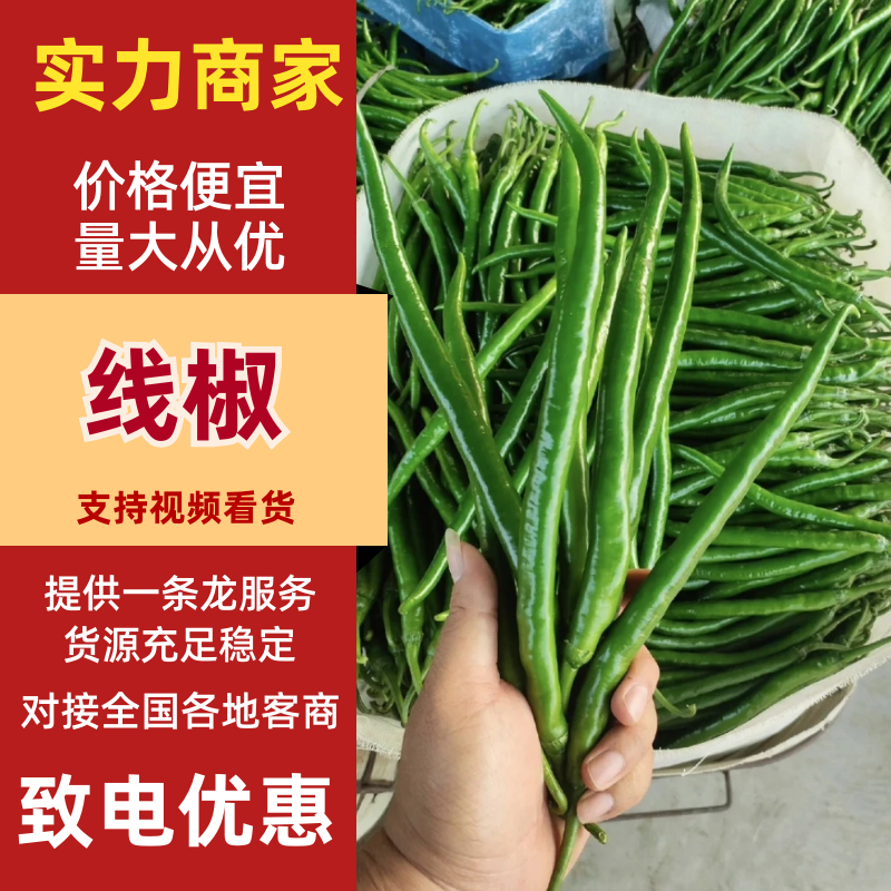 【实力供货】精品线椒河南线椒大量供应欢迎来电咨询