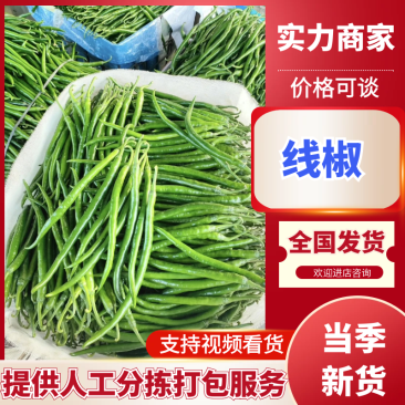 【夏邑线椒】河南线椒基地直供支持视频和实看货代发全国